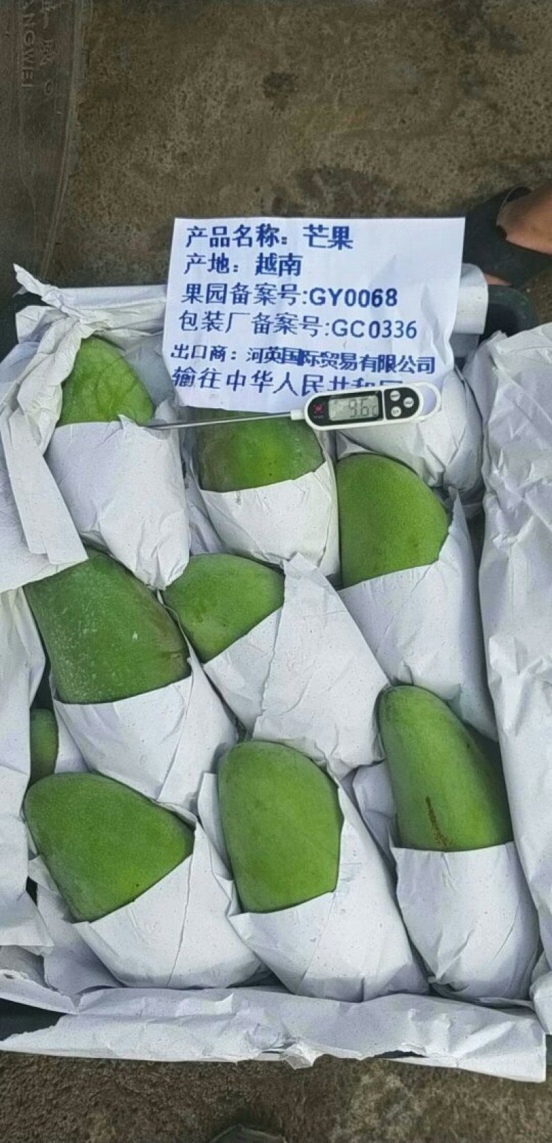 大青芒