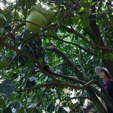 广东梅县金柚(沙田柚)千亩果园，百年种植，诚邀合作