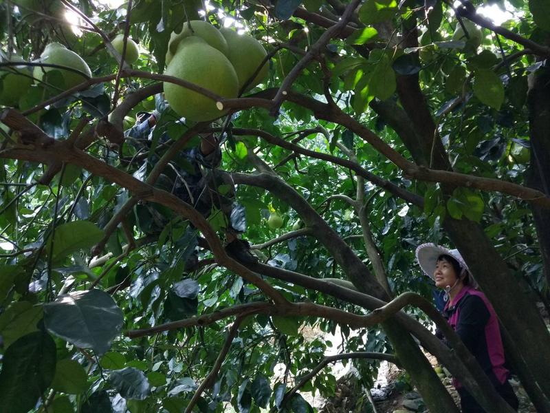 广东梅县金柚(沙田柚)千亩果园，百年种植，诚邀合作