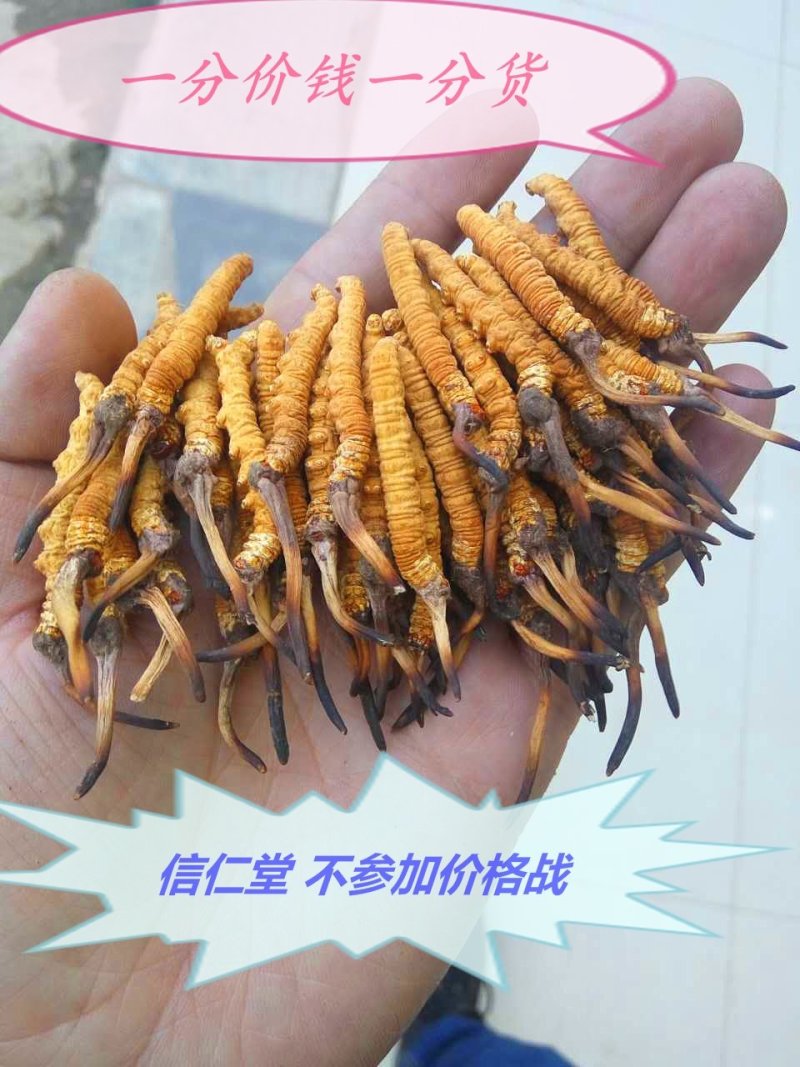 那曲高海拔冬虫夏草虫草顺丰全国包邮