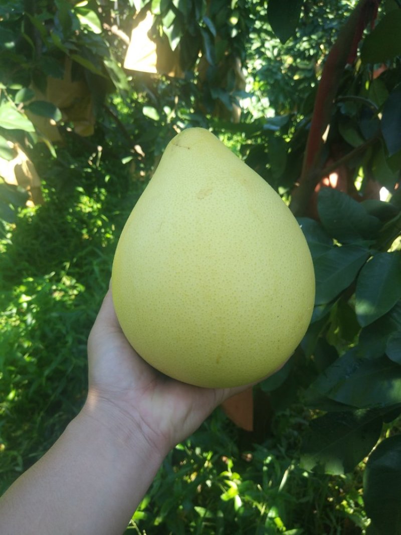 平和琯溪蜜柚