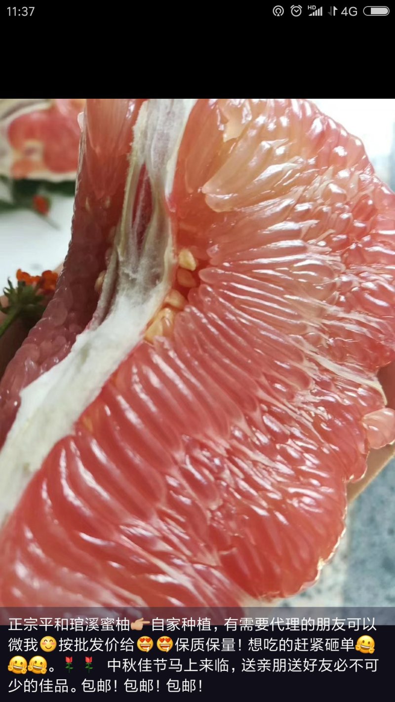 平和琯溪蜜柚