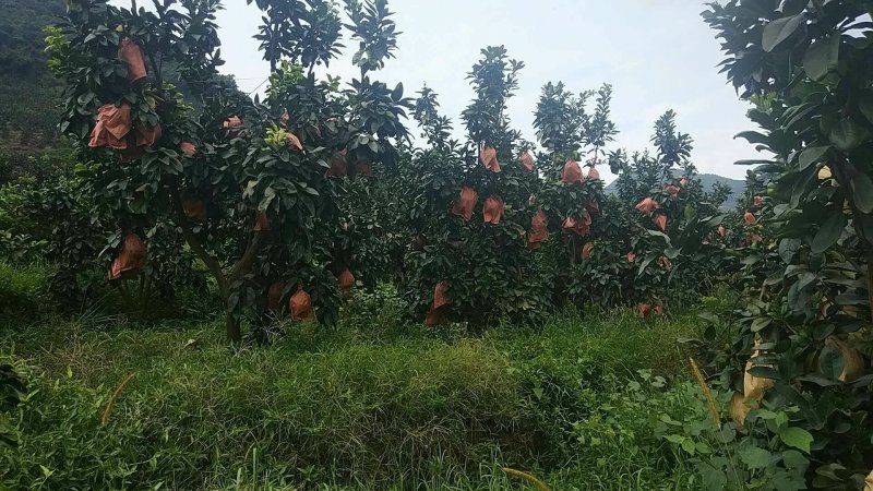 平和琯溪蜜柚