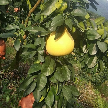 平和琯溪蜜柚