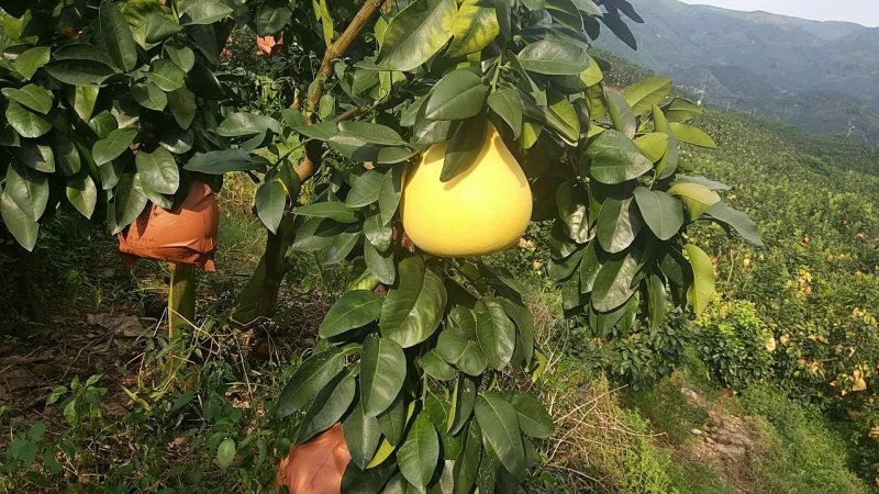 平和琯溪蜜柚