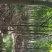 红叶石楠