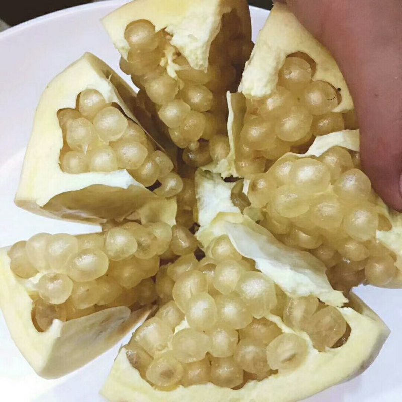 怀远石榴生产基地