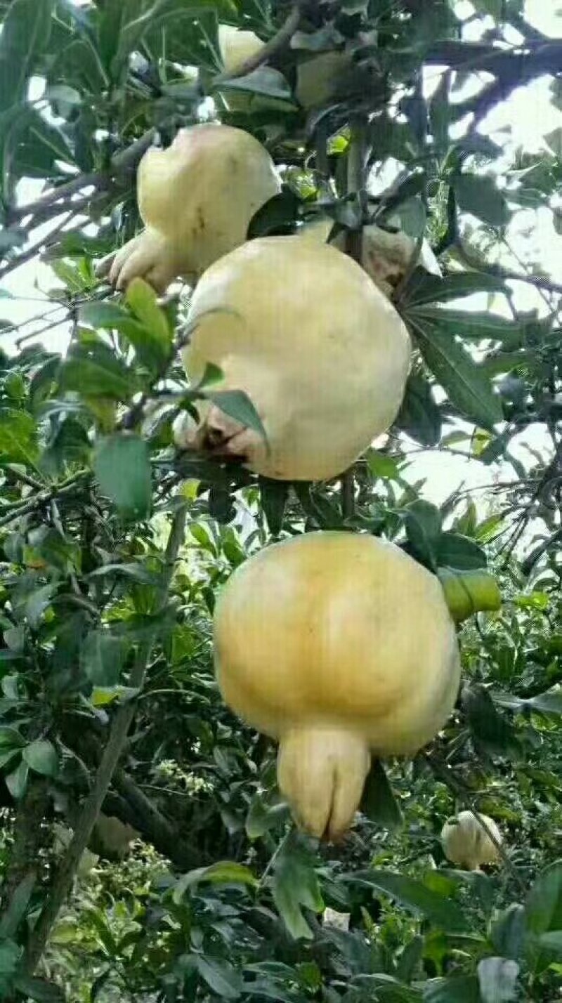 怀远石榴生产基地