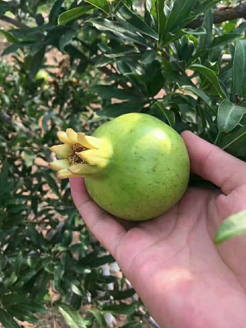 怀远石榴生产基地