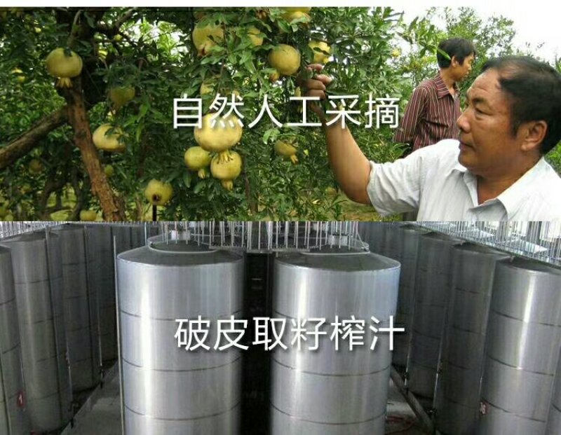 怀远石榴生产基地