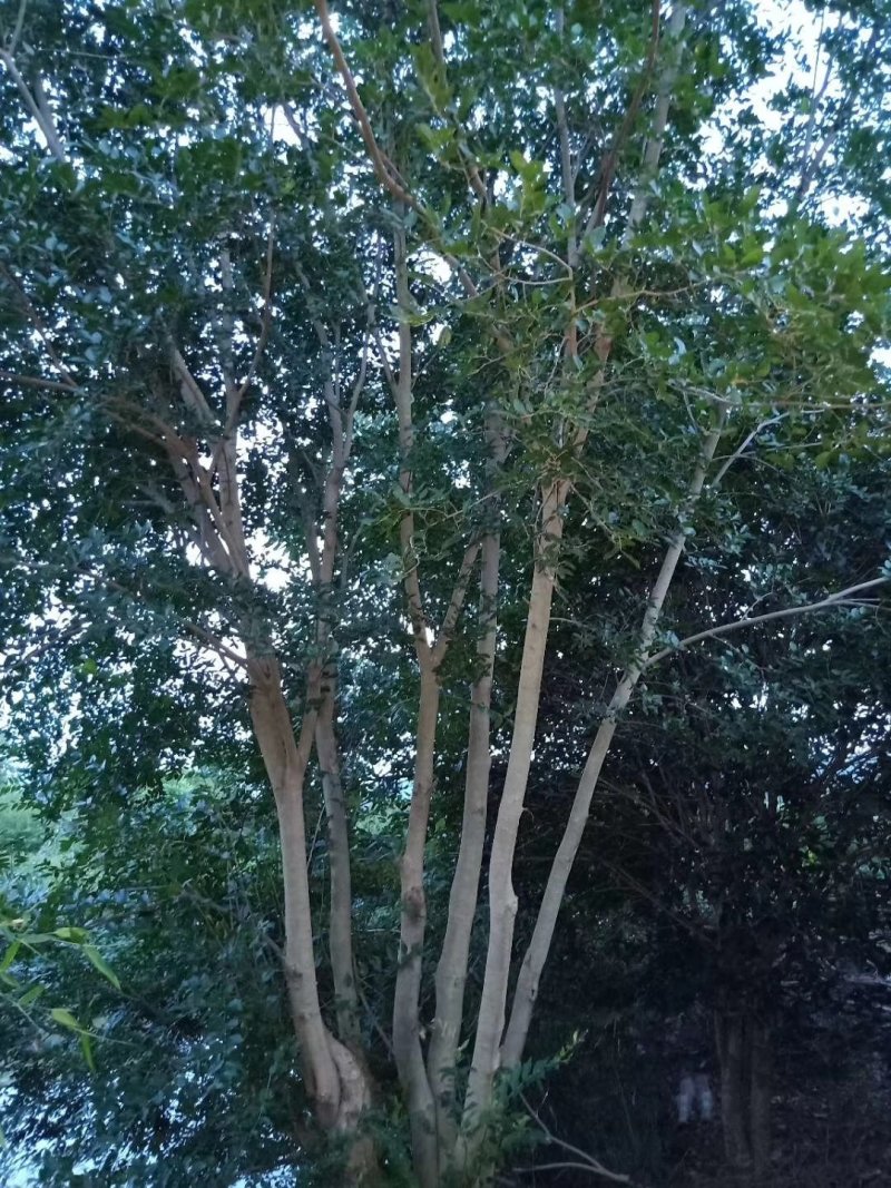 从生朴树70+