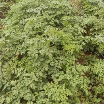 云南石牛山脚当归