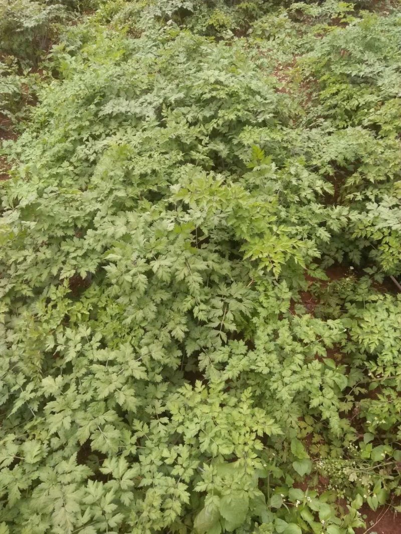 云南石牛山脚当归