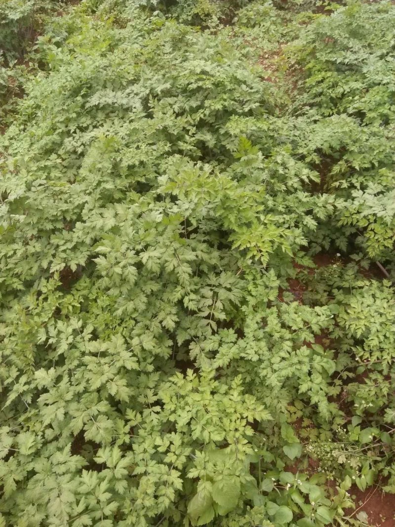 云南石牛山脚当归