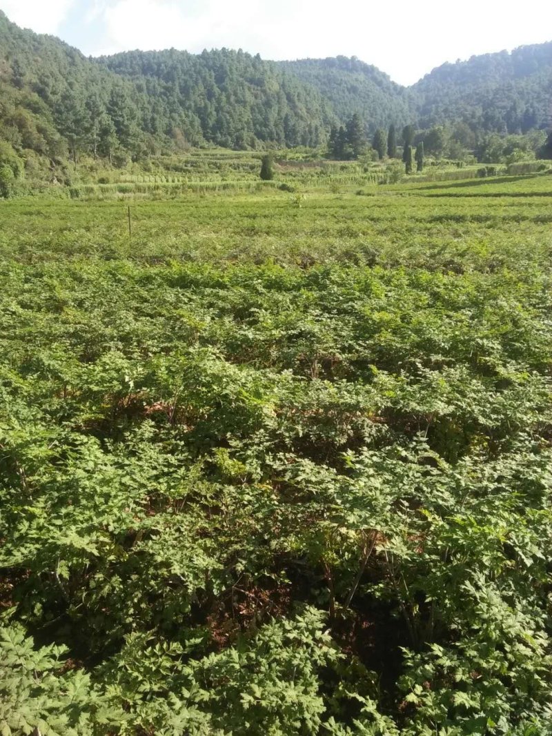 云南石牛山脚当归