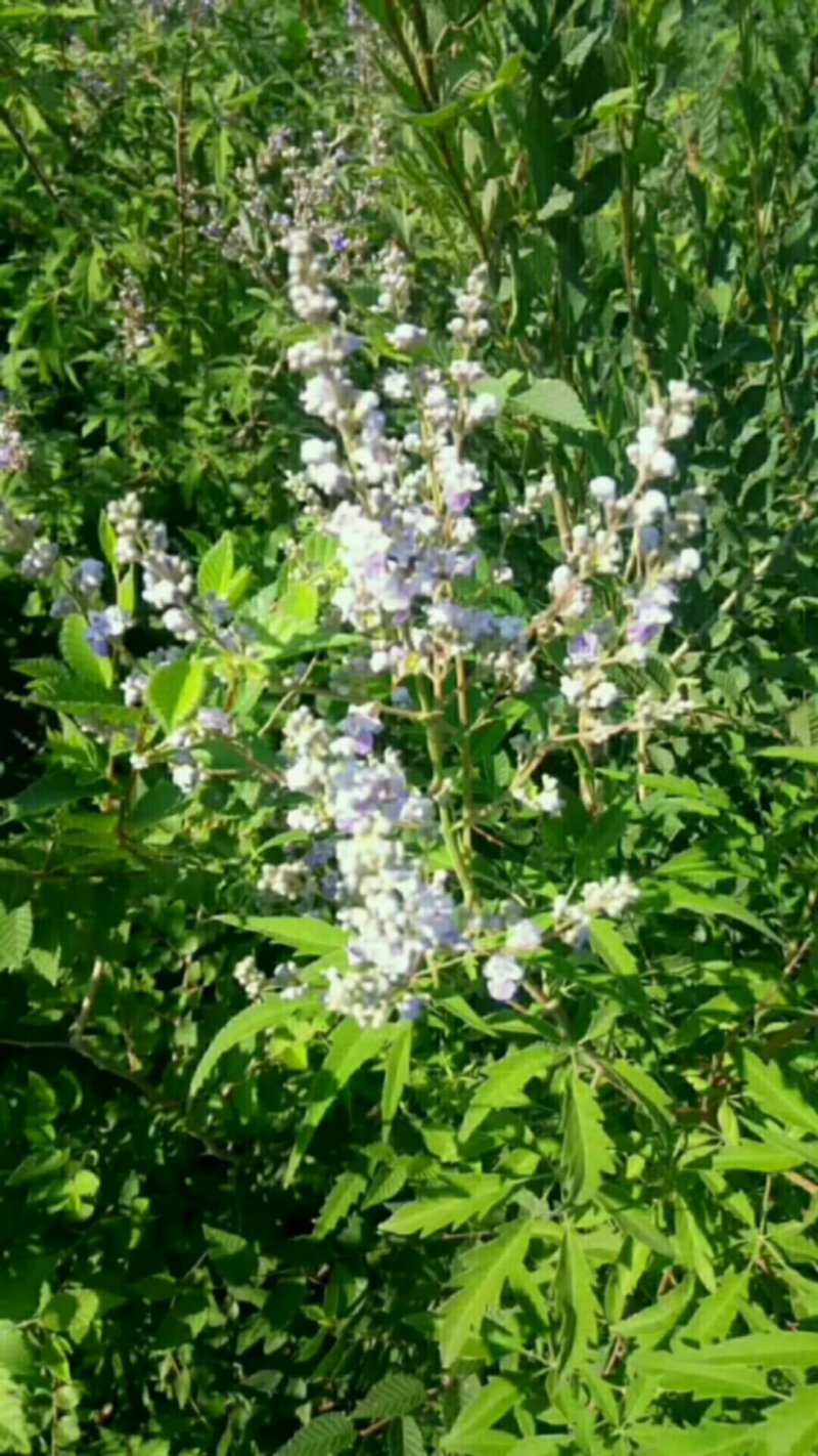 荊花蜜
