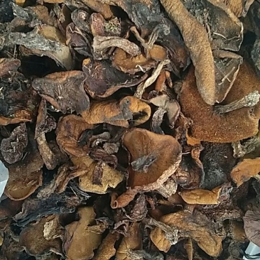 野生松蘑