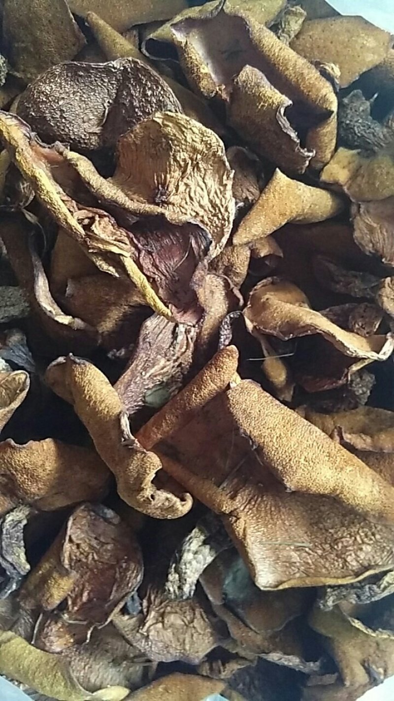 野生松蘑