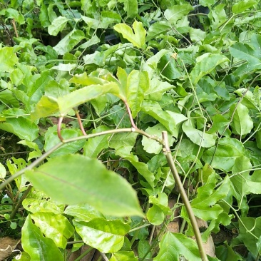黄金百香果苗杯苗裸根苗大棚苗