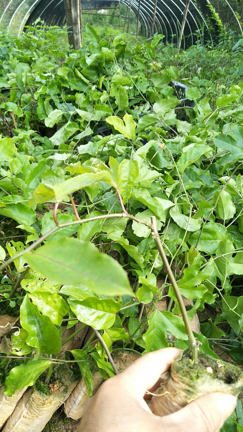 黄金百香果苗杯苗裸根苗大棚苗
