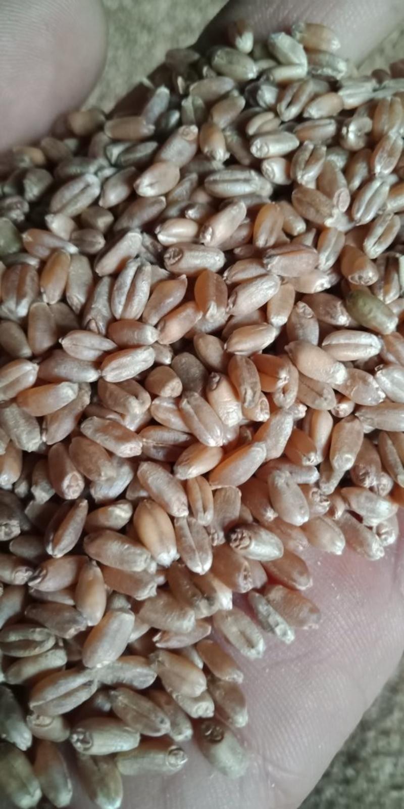大量供应内蒙古呼伦贝尔白小麦，红小麦..........
