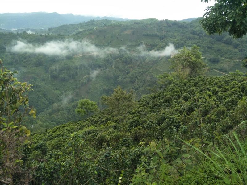 云南省临沧市凤庆县纯手工高山云雾茶