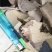 两面针