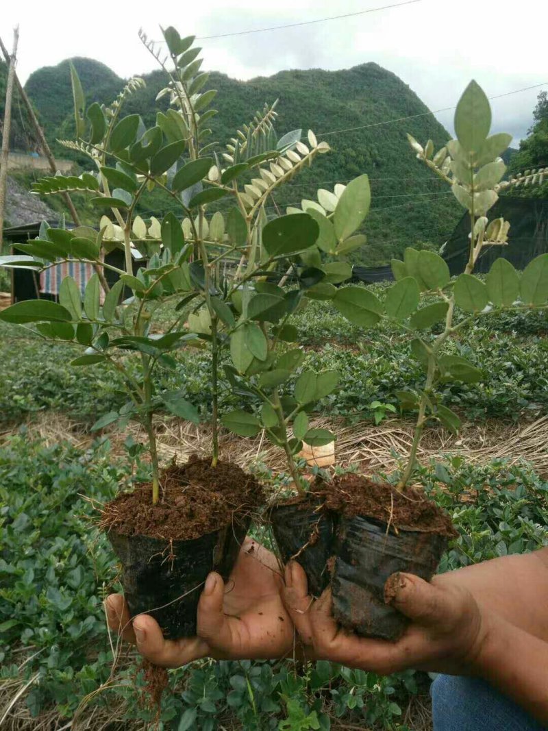 苦参