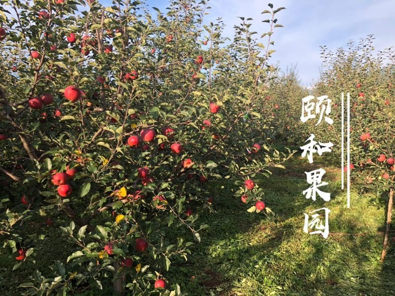 红将军丑苹果