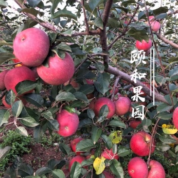 红将军丑苹果