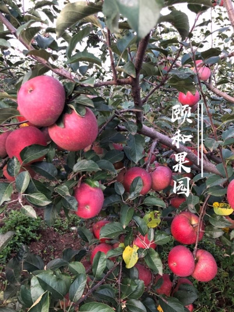 红将军丑苹果