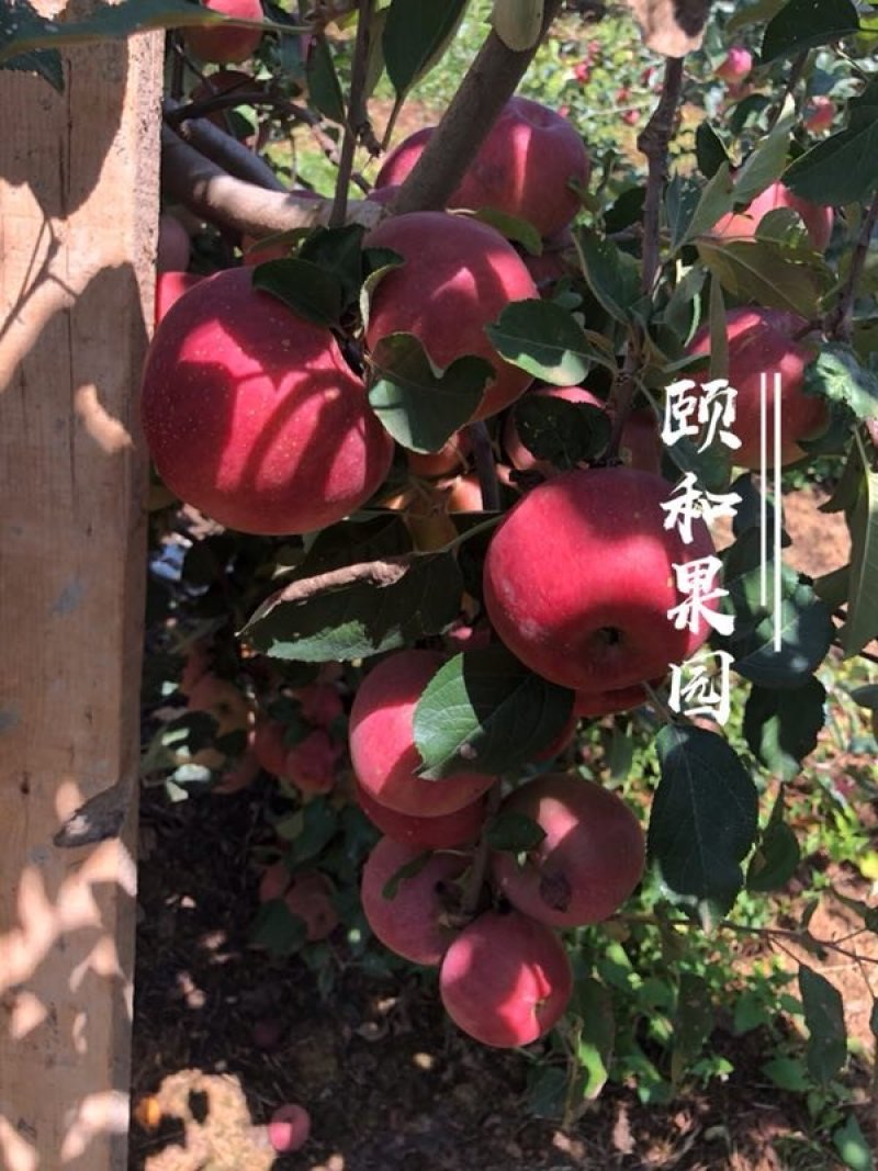 红将军丑苹果