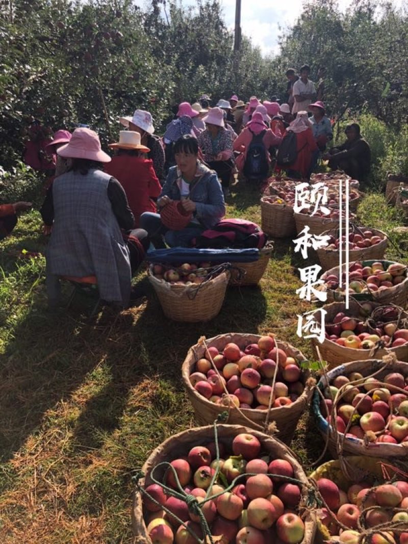 红将军丑苹果