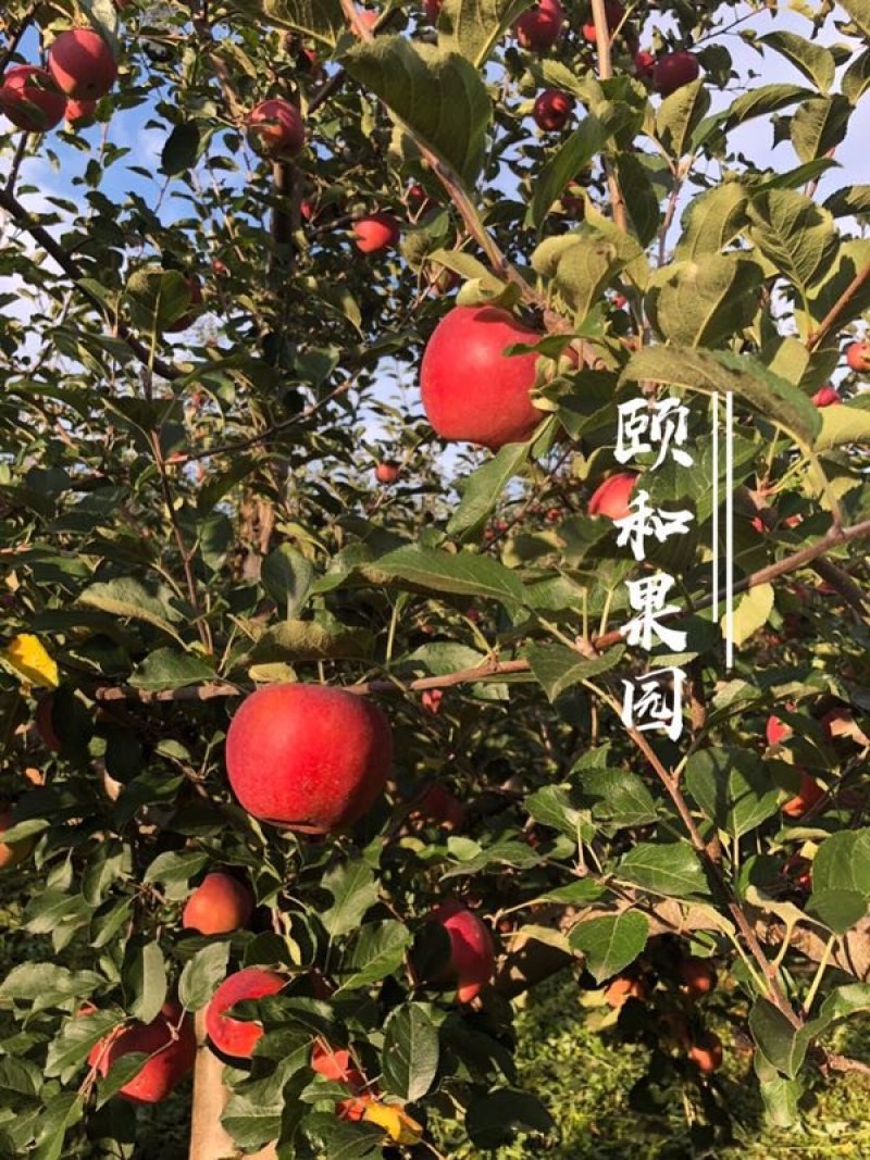 红将军丑苹果