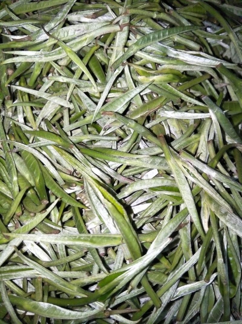 云南省临沧市凤庆县农家纯手工毛尖绿茶