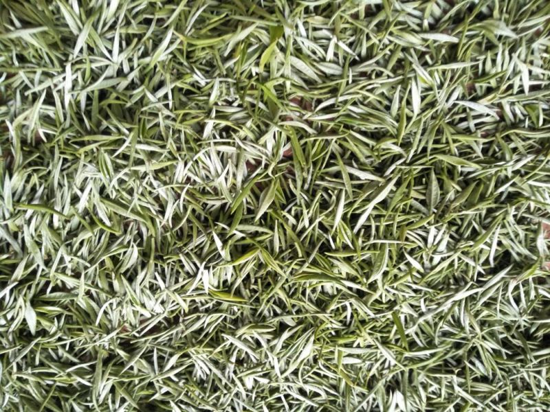 云南省临沧市凤庆县农家纯手工毛尖绿茶