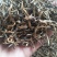 云南凤庆纯手工凤庆滇红茶