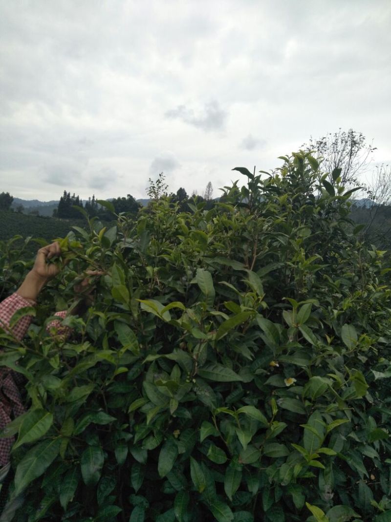 云南凤庆纯手工凤庆滇红茶