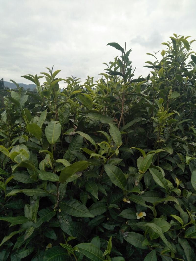 云南凤庆纯手工凤庆滇红茶