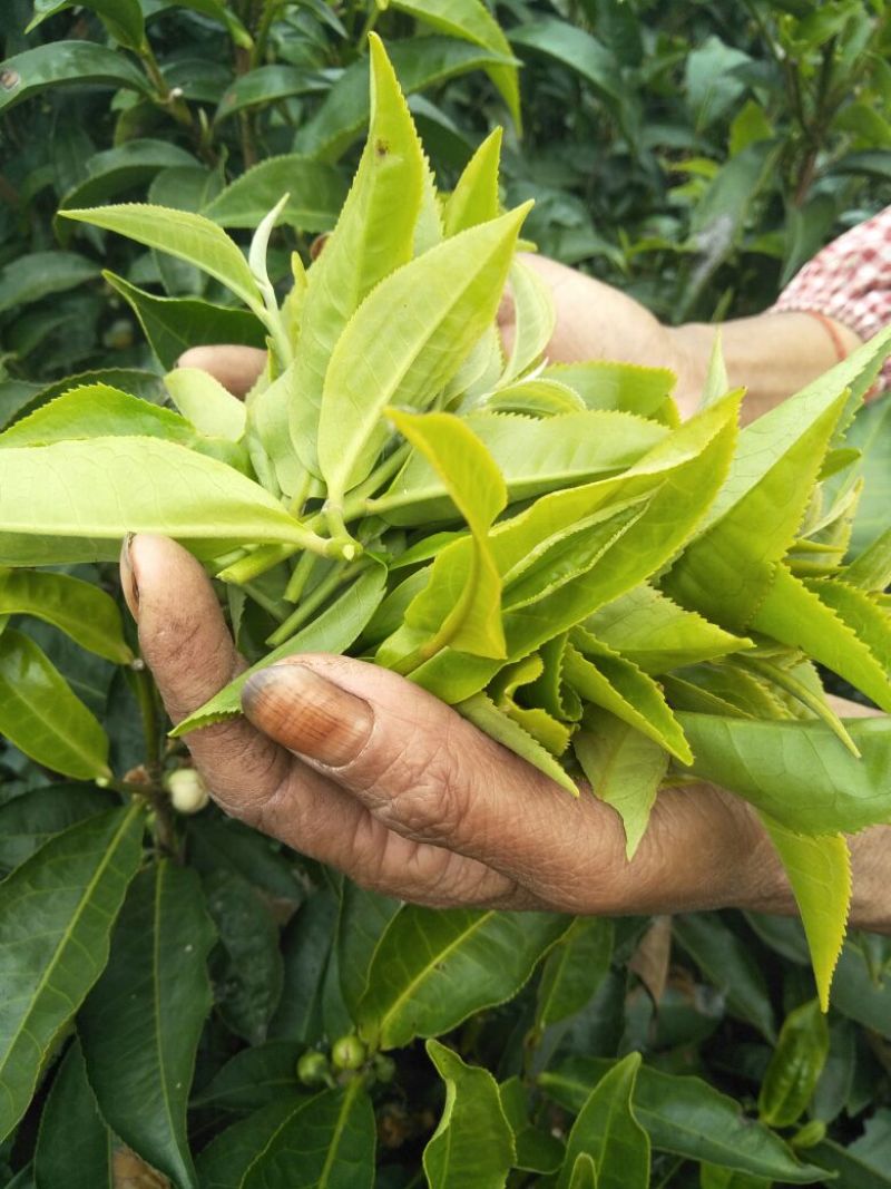 云南凤庆纯手工凤庆滇红茶