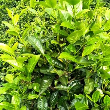 云南凤庆纯手工凤庆滇红茶