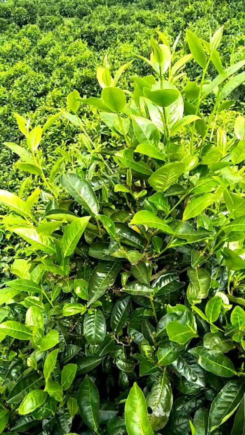 云南凤庆纯手工凤庆滇红茶