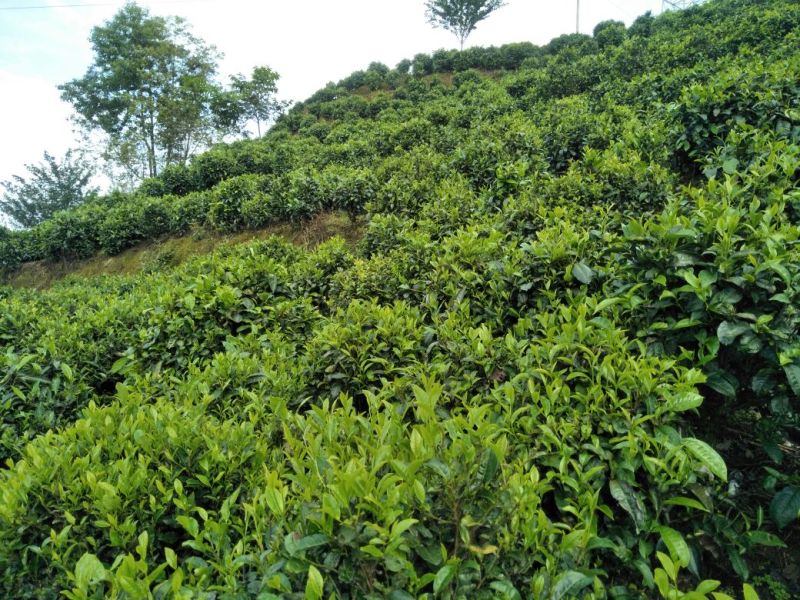 云南凤庆纯手工凤庆滇红茶