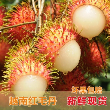 越南红毛丹毛荔枝5斤装泡沫箱一件代发