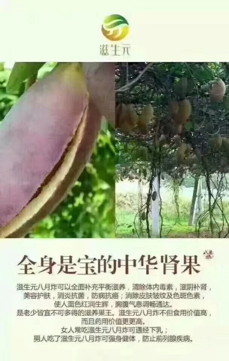 八月瓜