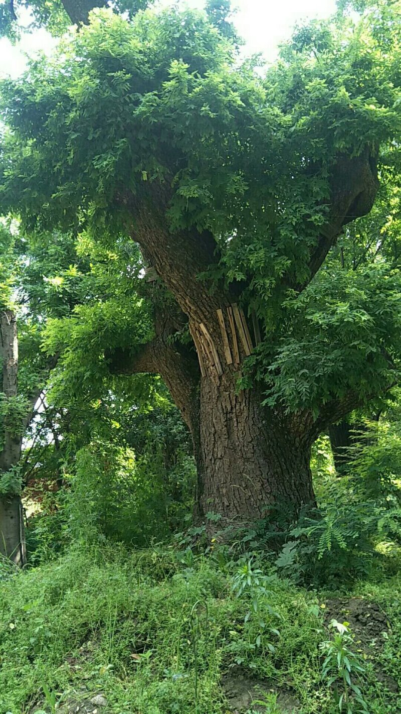 古槐