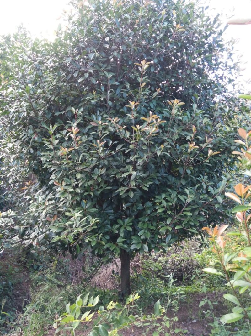 红叶石楠，2米，3米，3.5米。
