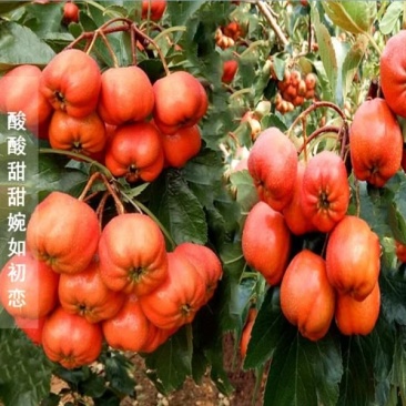 山楂