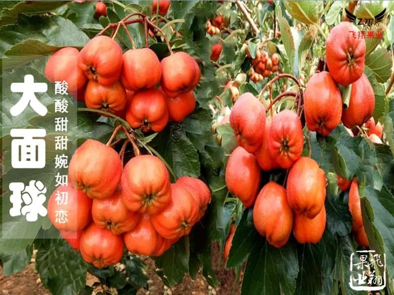 山楂