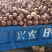 产地直发每天30万斤精品济薯26红皮黄心